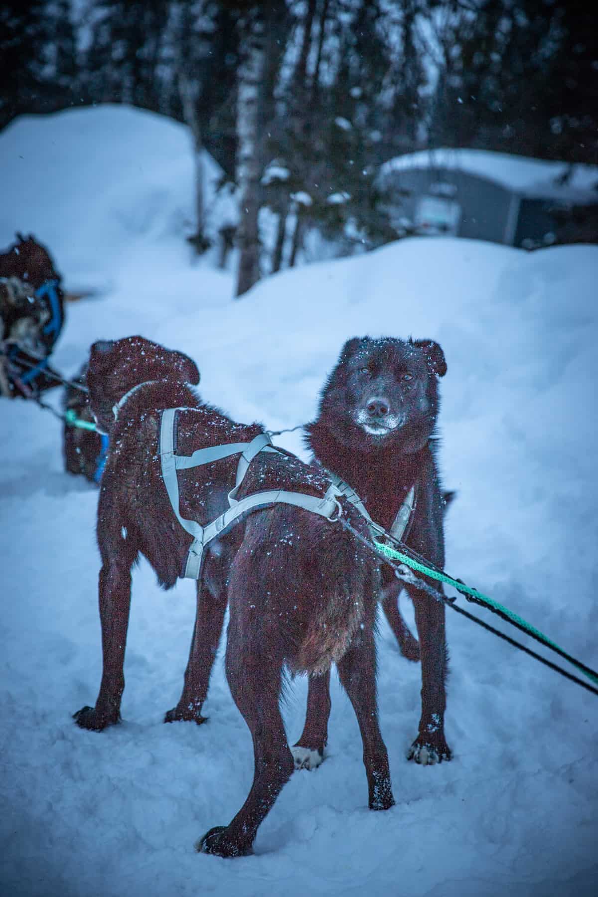 dogsled-dogs-in-Sweden